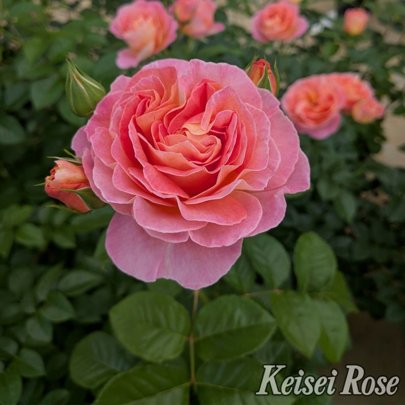 ローズピンクからアプリコットの美しい色をしたドルンブルガーシュロスローズというバラの画像