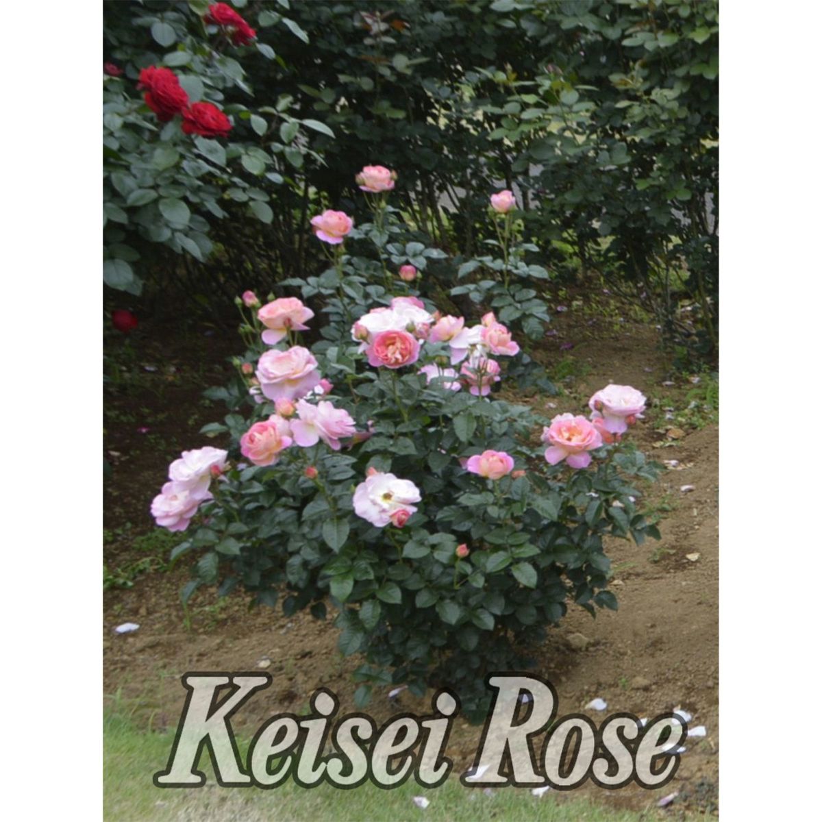 ローズピンクからアプリコットの美しい色をしたドルンブルガーシュロスローズというバラの画像