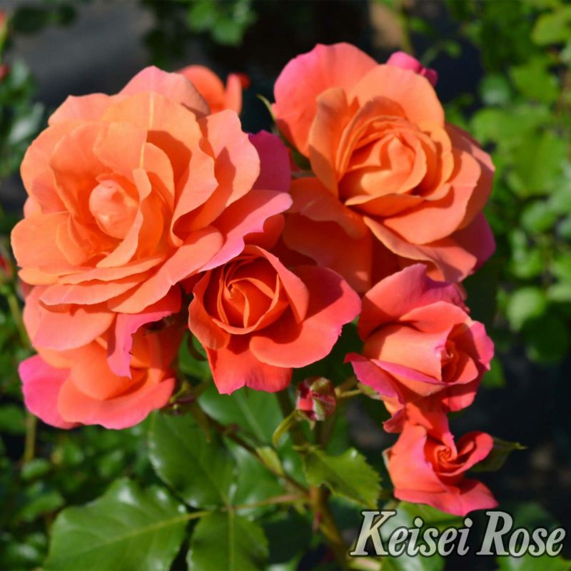 オレンジ色の花弁にピンク色が現れてくるディズニーランドローズというバラの画像