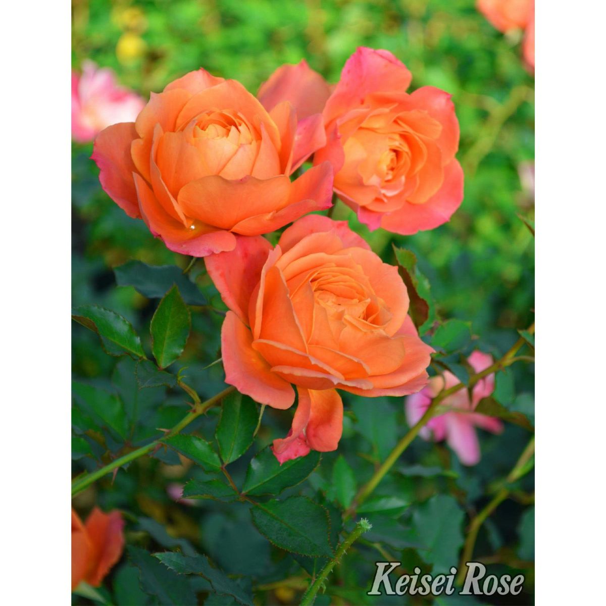 オレンジ色の花弁にピンク色が現れてくるディズニーランドローズというバラの画像