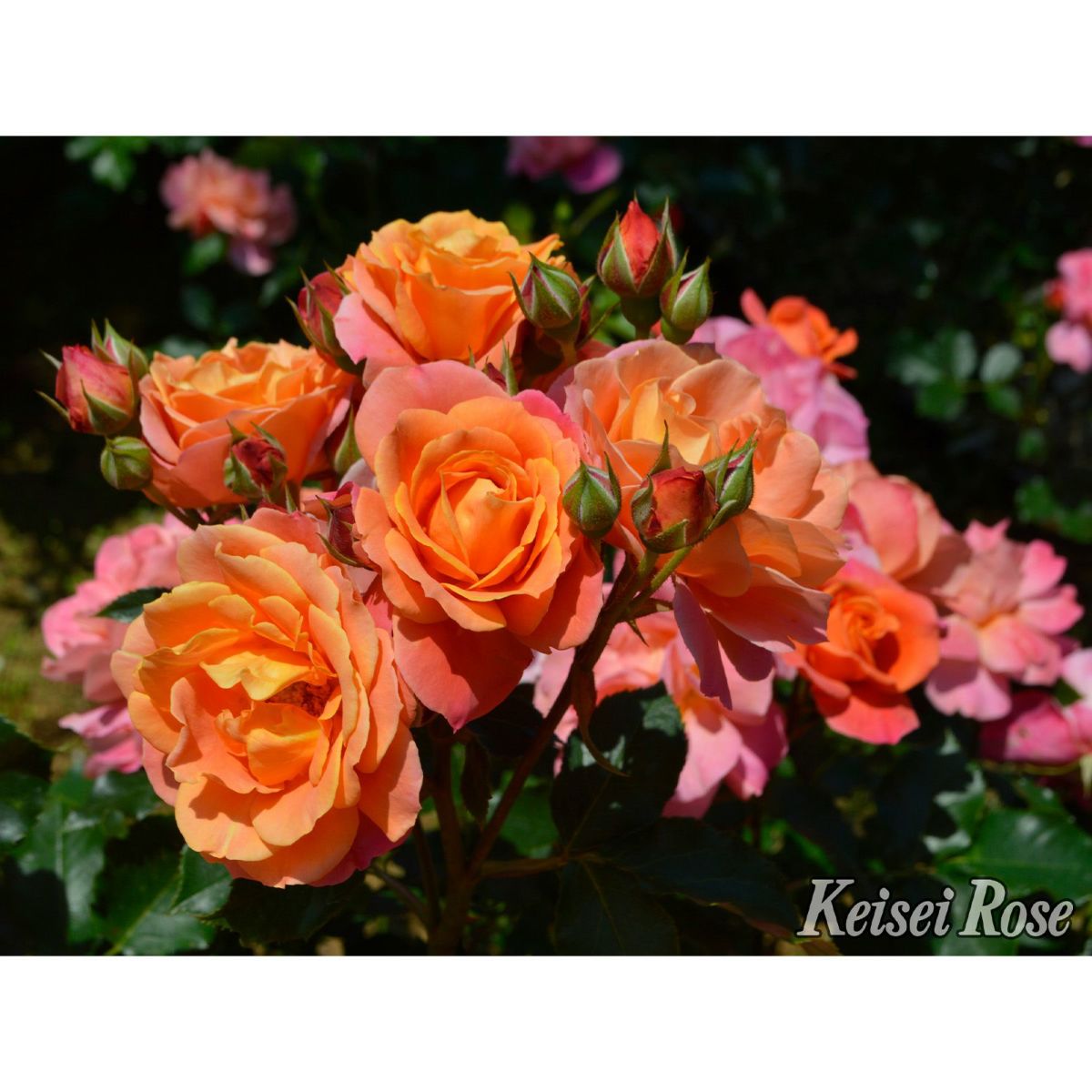 オレンジ色の花弁にピンク色が現れてくるディズニーランドローズというバラの画像