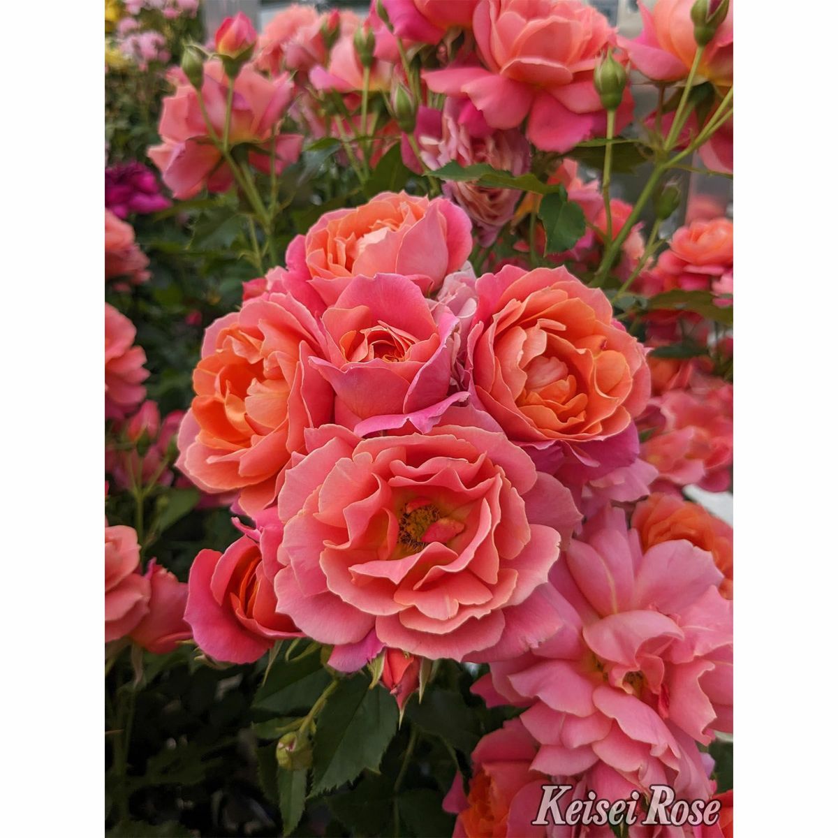 オレンジ色の花弁にピンク色が現れてくるディズニーランドローズというバラの画像