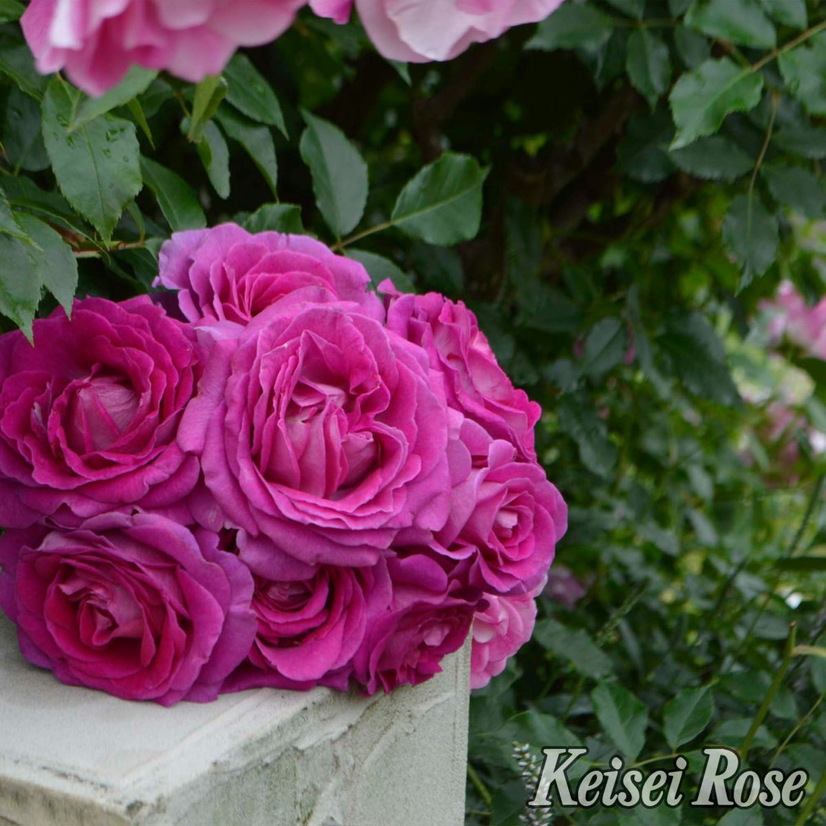 ヴァイオレットピンク色をしたファーランマリアというバラの画像