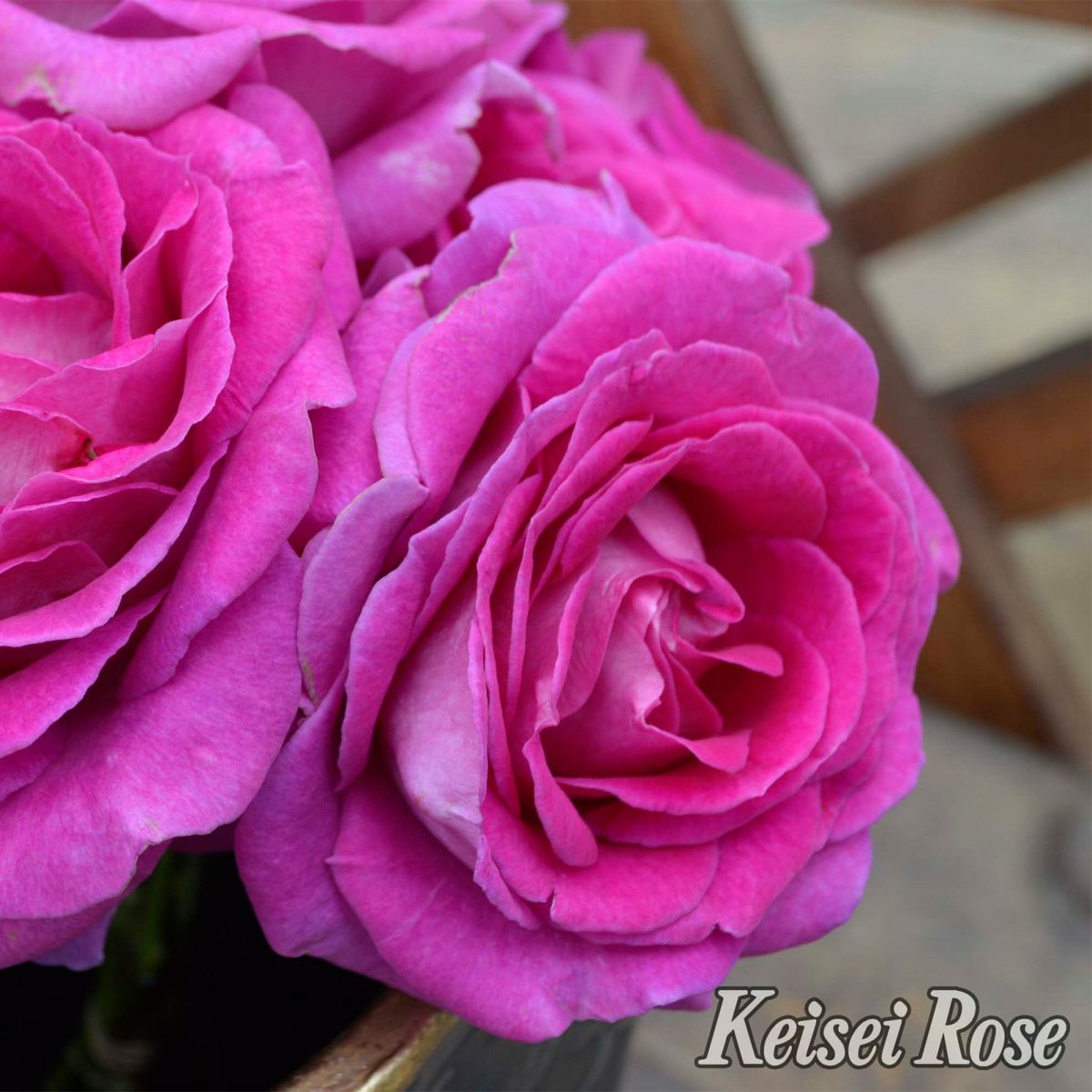 ヴァイオレットピンク色をしたファーランマリアというバラの画像