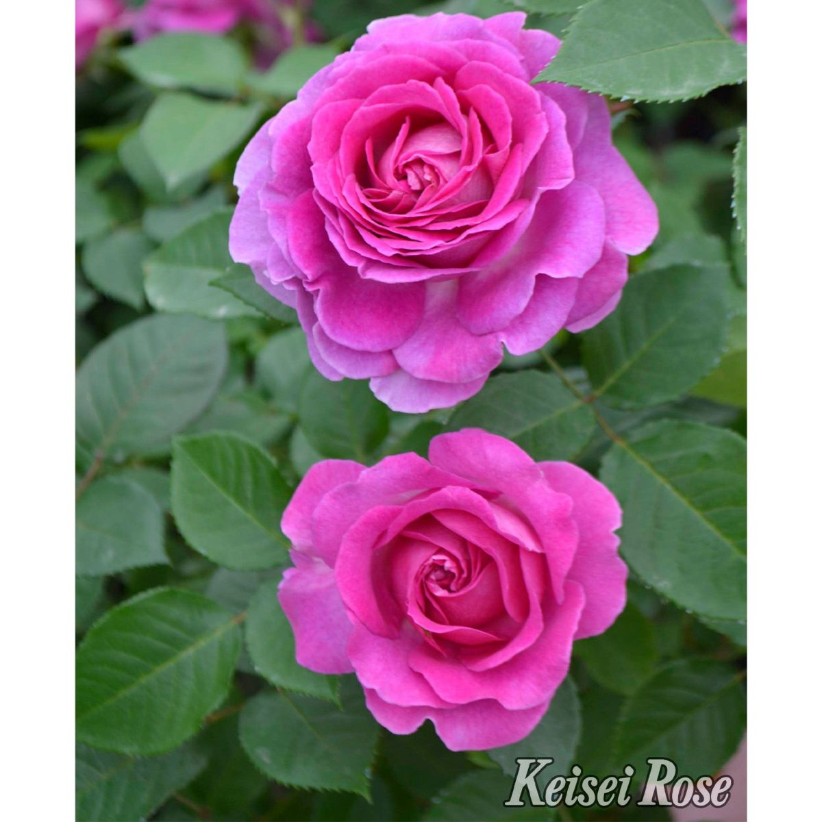 ヴァイオレットピンク色をしたファーランマリアというバラの画像