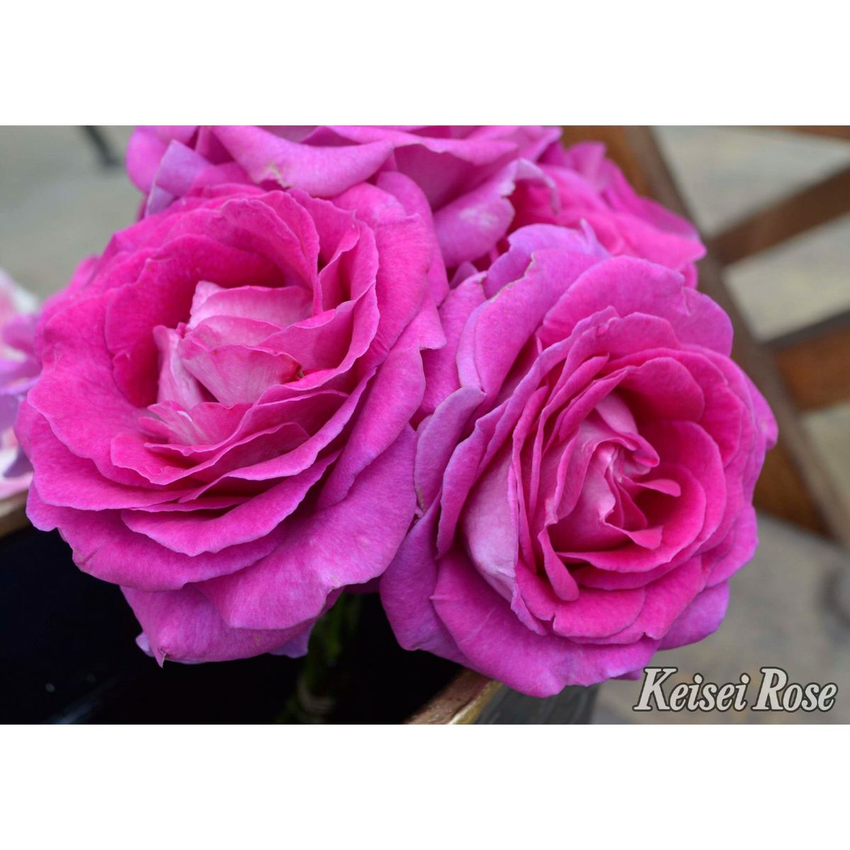 ヴァイオレットピンク色をしたファーランマリアというバラの画像