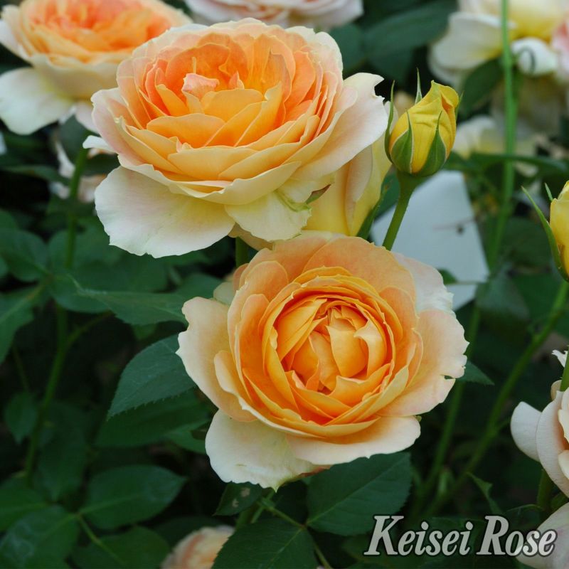 ハニーイエローから杏を含んだ花色をしたキャラメルアンティークというバラの画像