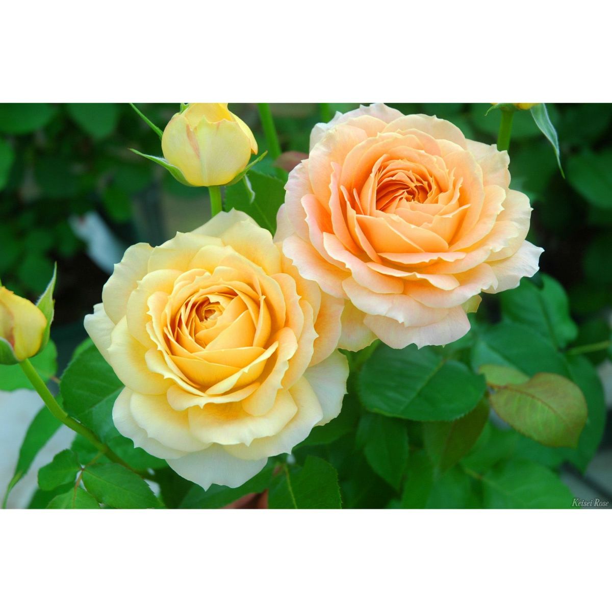 ハニーイエローから杏を含んだ花色をしたキャラメルアンティークというバラの画像