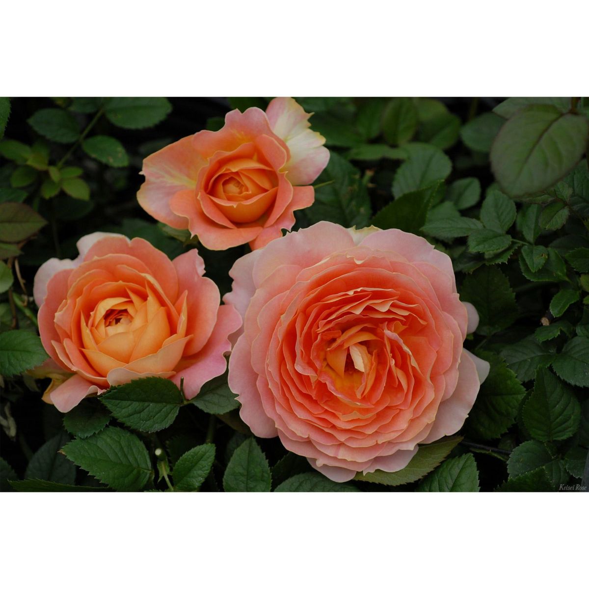 ハニーイエローから杏を含んだ花色をしたキャラメルアンティークというバラの画像