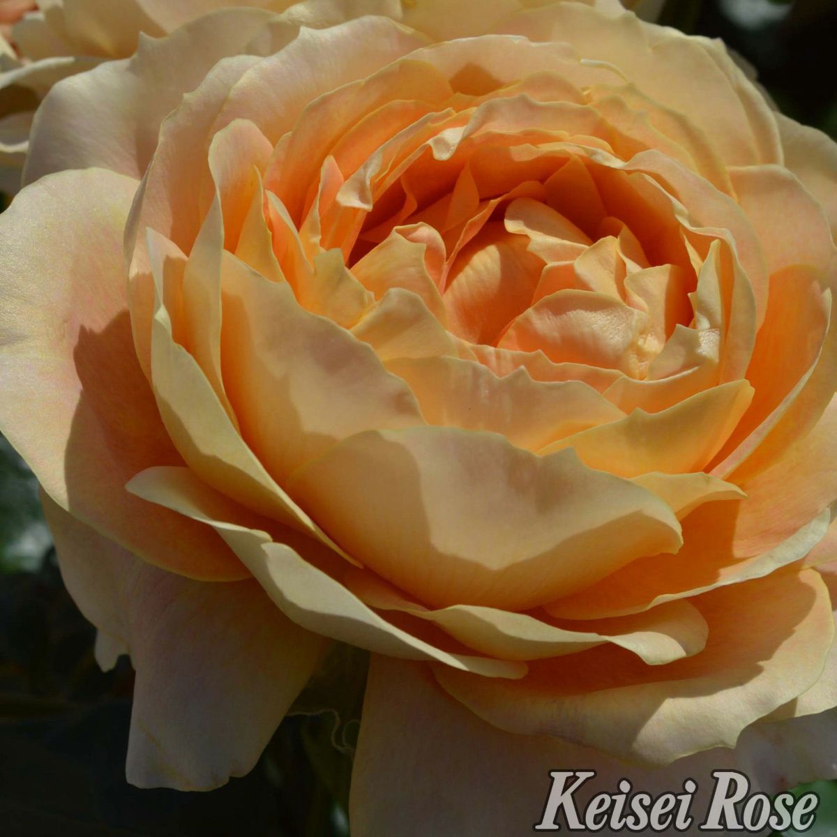 ハニーイエローから杏を含んだ花色をしたキャラメルアンティークというバラの画像