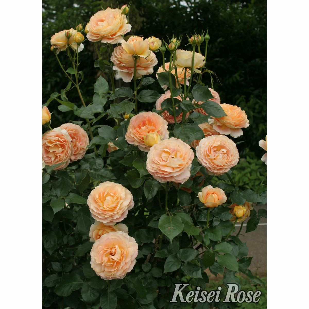 ハニーイエローから杏を含んだ花色をしたキャラメルアンティークというバラの画像