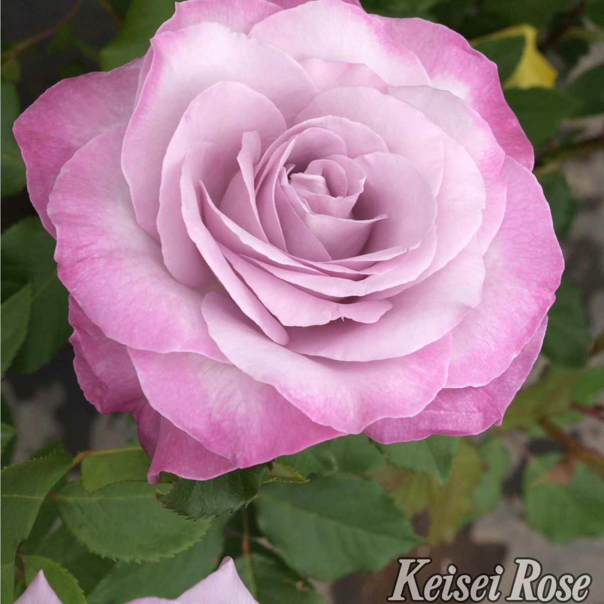 グレーがかったライラックピンクのふちに、赤みがかった藤色をしたライラックビューティーというバラの画像