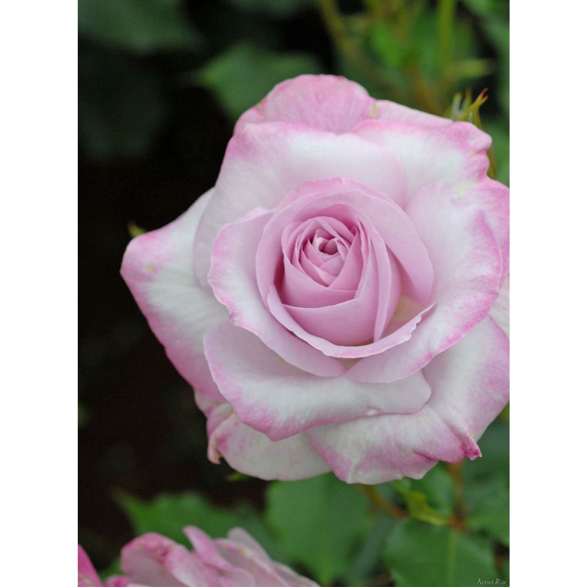 グレーがかったライラックピンクのふちに、赤みがかった藤色をしたライラックビューティーというバラの画像