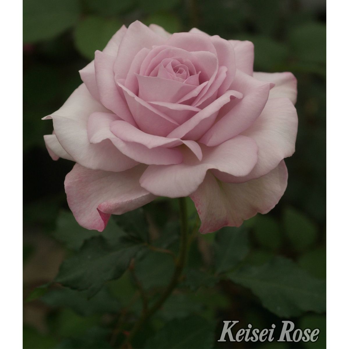 グレーがかったライラックピンクのふちに、赤みがかった藤色をしたライラックビューティーというバラの画像