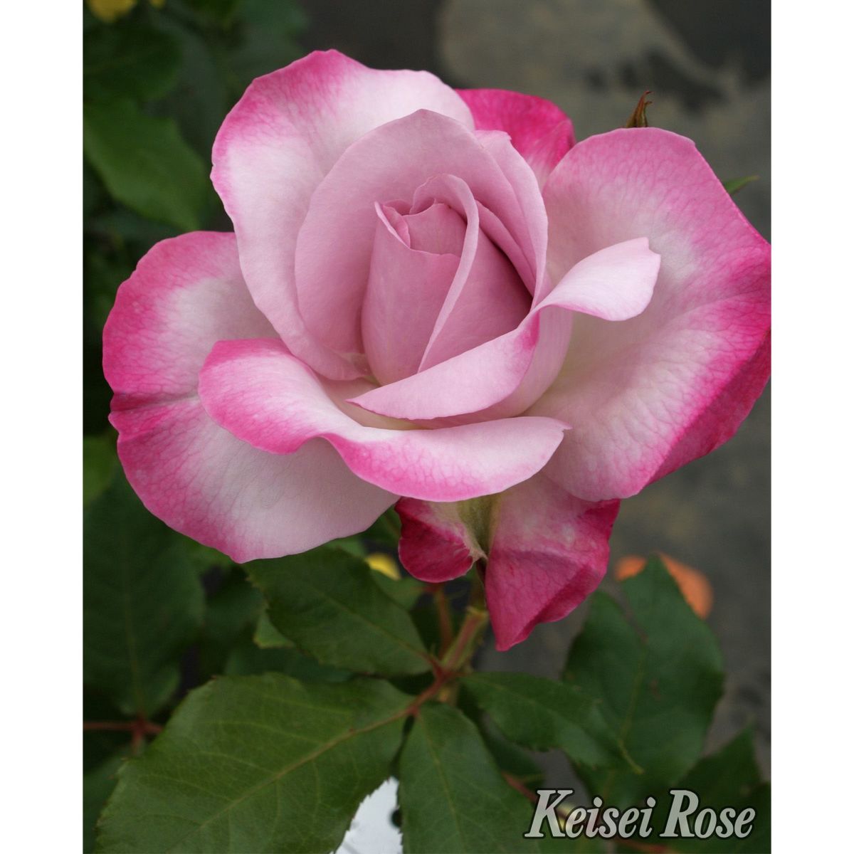 グレーがかったライラックピンクのふちに、赤みがかった藤色をしたライラックビューティーというバラの画像