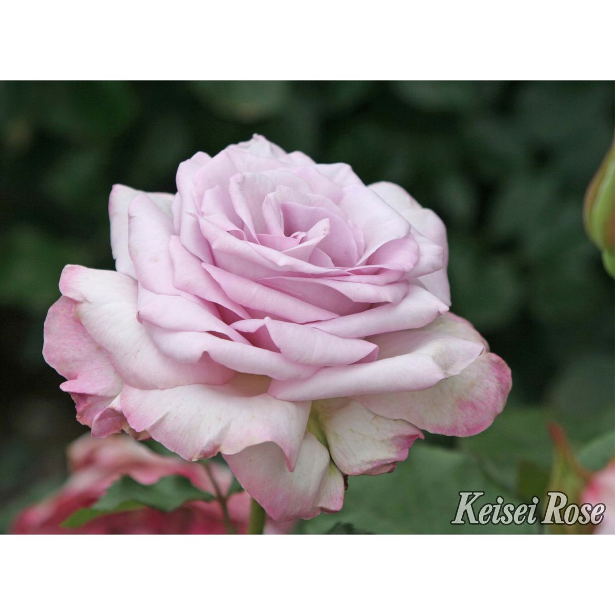 グレーがかったライラックピンクのふちに、赤みがかった藤色をしたライラックビューティーというバラの画像