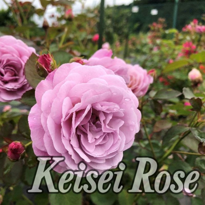 ラベンダーピンク色をしたあいの風というバラの画像