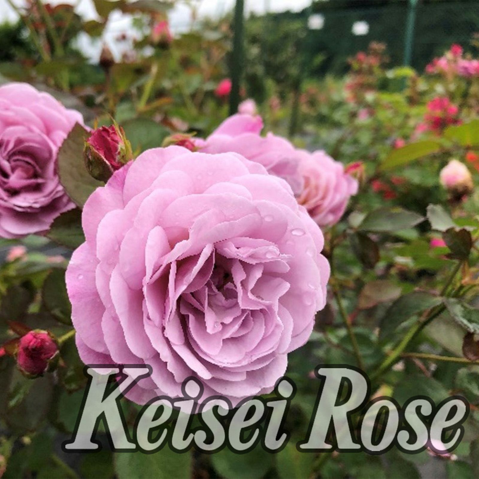 ラベンダーピンク色をしたあいの風というバラの画像