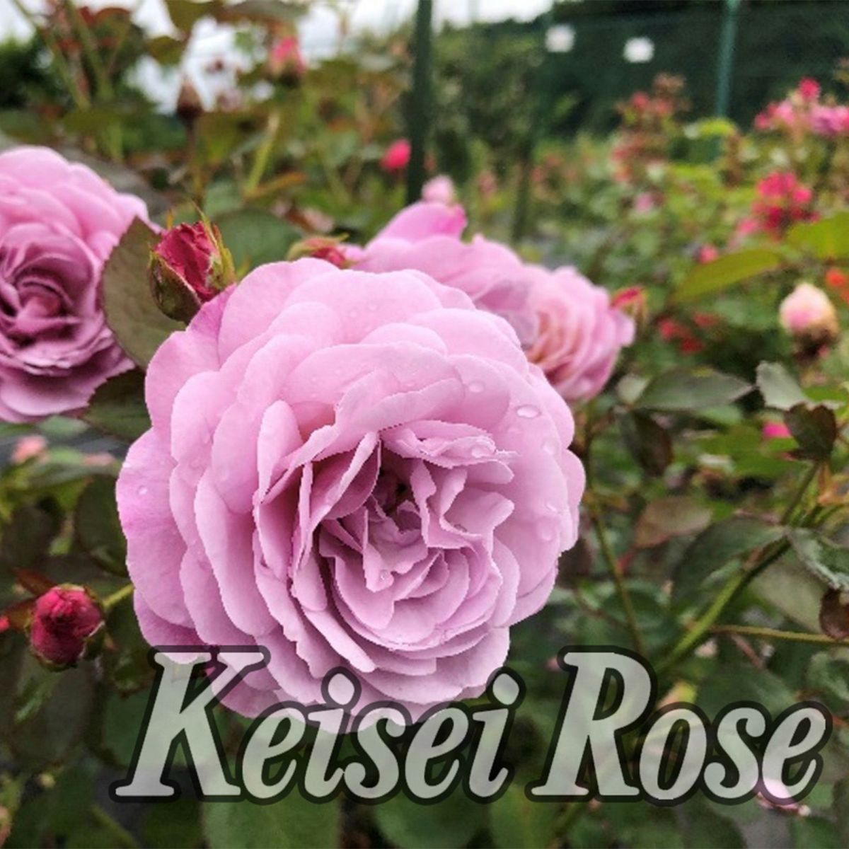 ラベンダーピンク色をしたあいの風というバラの画像