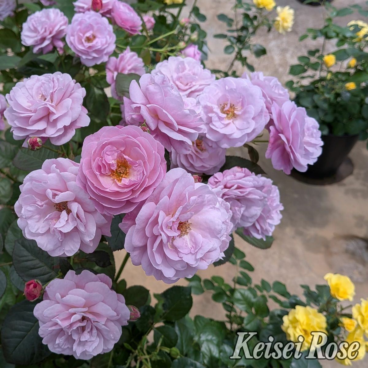 ラベンダーピンク色をしたあいの風というバラの画像