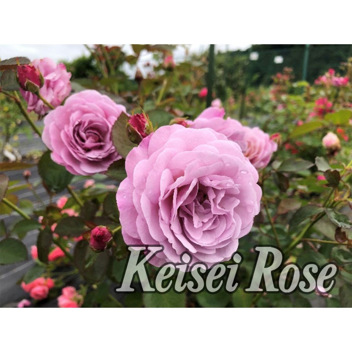 ラベンダーピンク色をしたあいの風というバラの画像