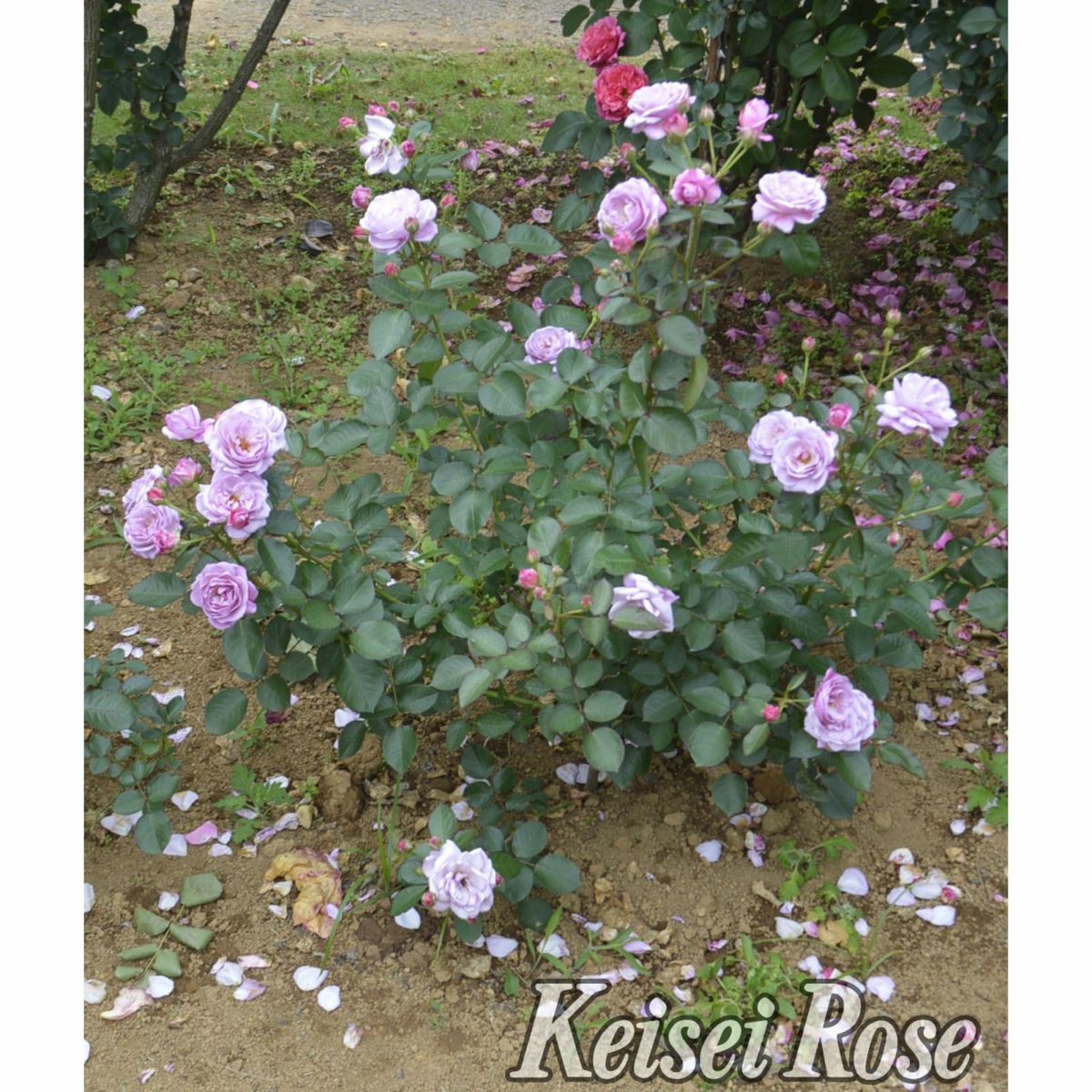 ラベンダーピンク色をしたあいの風というバラの画像