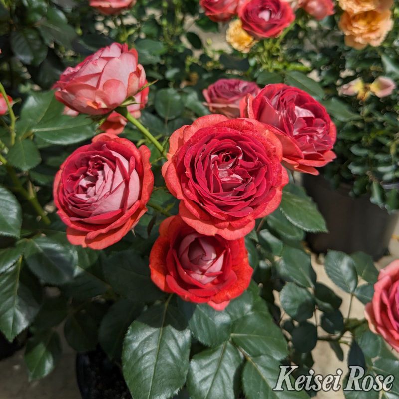 テラコッタレッド色をしたストロベリーミストというバラの画像