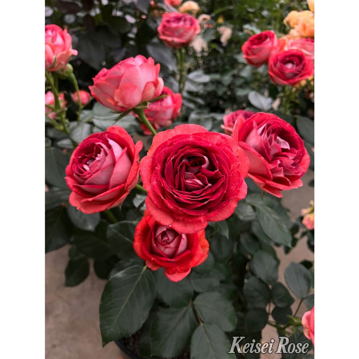 テラコッタレッド色をしたストロベリーミストというバラの画像