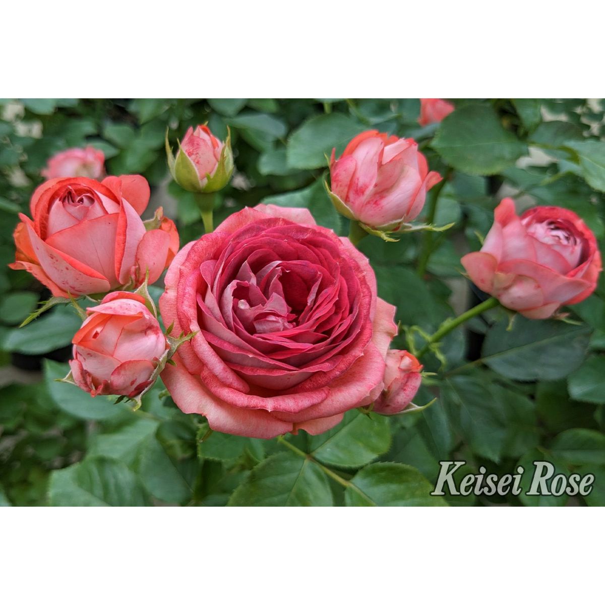 テラコッタレッド色をしたストロベリーミストというバラの画像