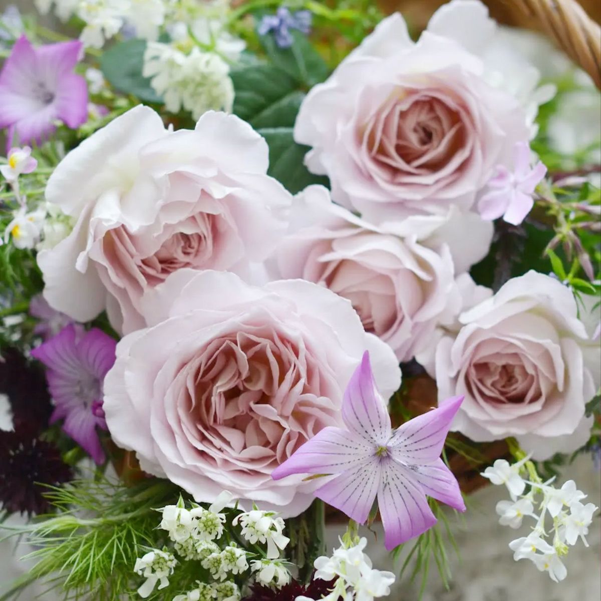 ベージュがかるピンクの花色をしたタフタというバラの画像