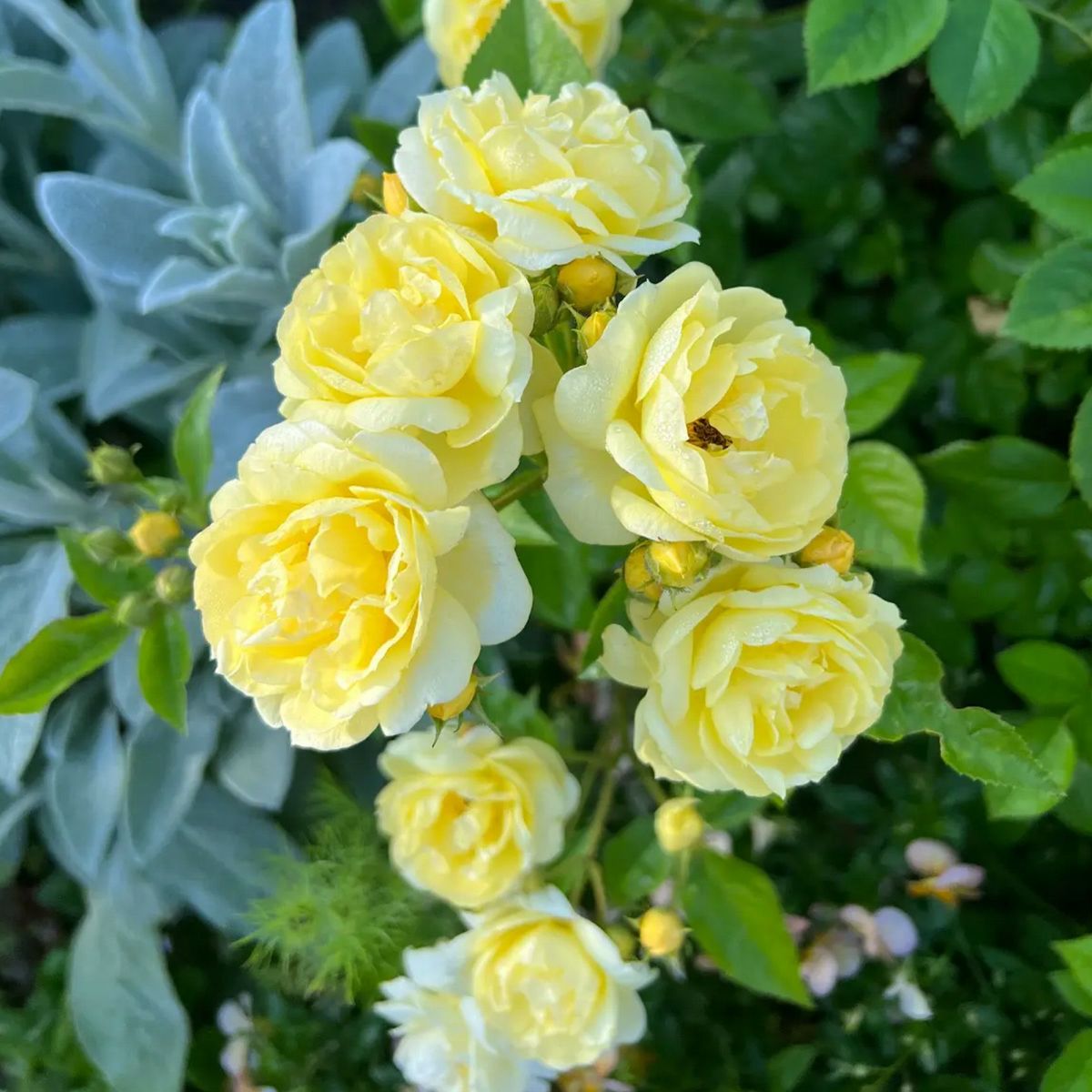 うす黄色をしたプチジョワというバラの画像