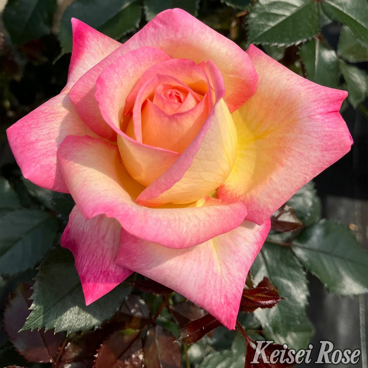 華やかなピンクと黄色の複色をしたエンチャンティッドピースというバラの画像