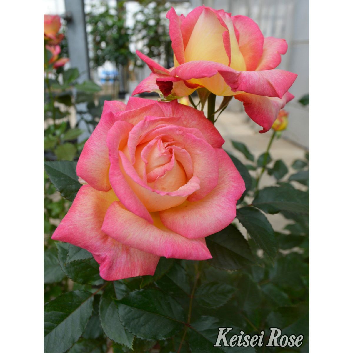 華やかなピンクと黄色の複色をしたエンチャンティッドピースというバラの画像