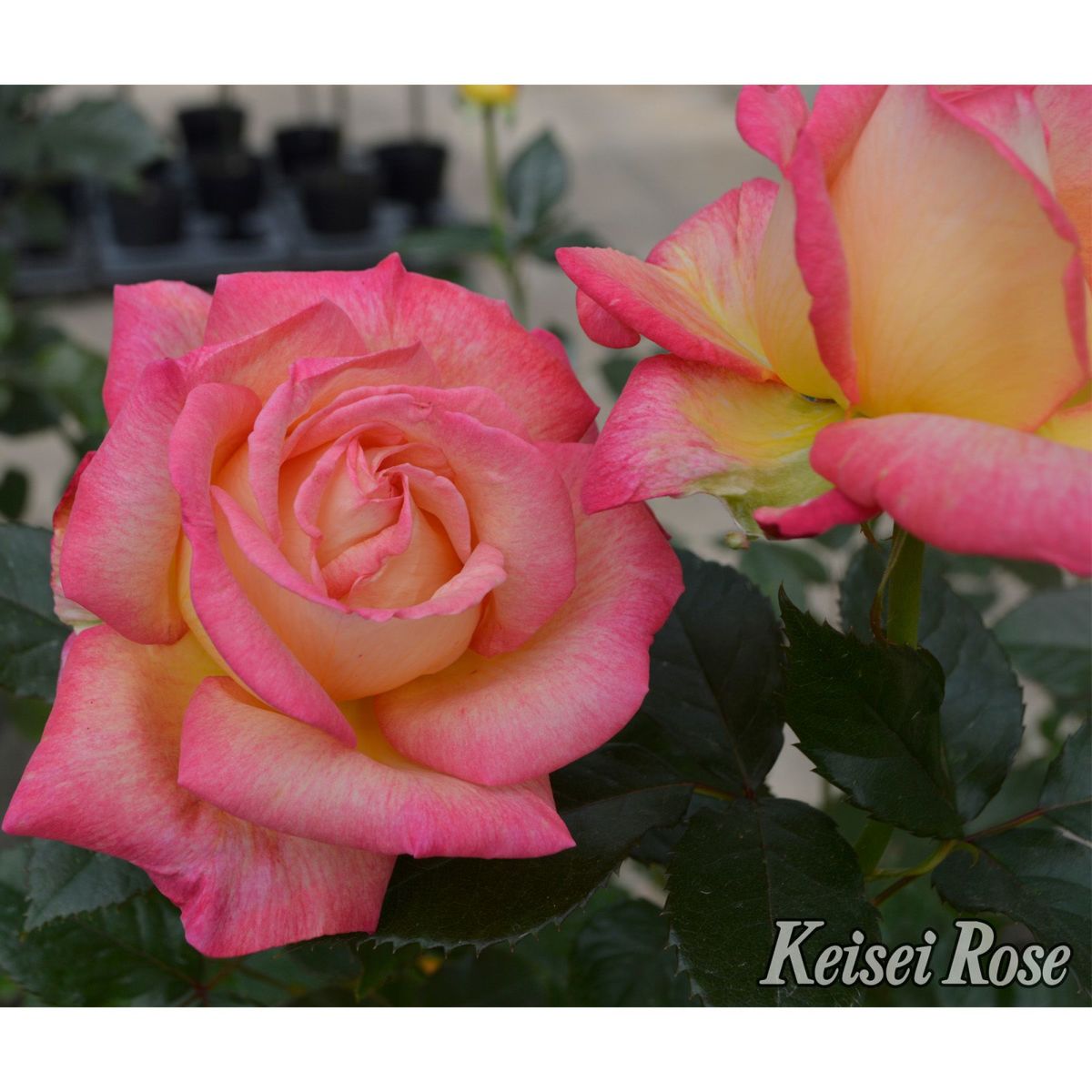 華やかなピンクと黄色の複色をしたエンチャンティッドピースというバラの画像