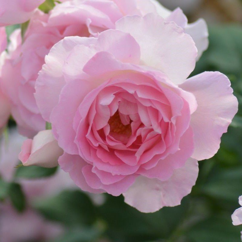 透明感あるクリスタルピンクの花をしたリアンローズというバラの画像
