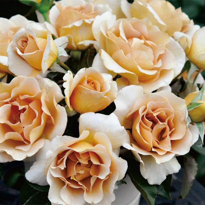 黄金の花色をしたエバンタイユドールというバラの画像