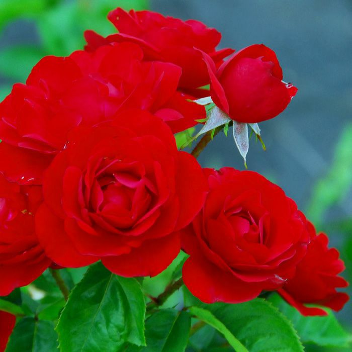 ベルベットような鮮やかな赤色のリリマルレーンというバラの画像