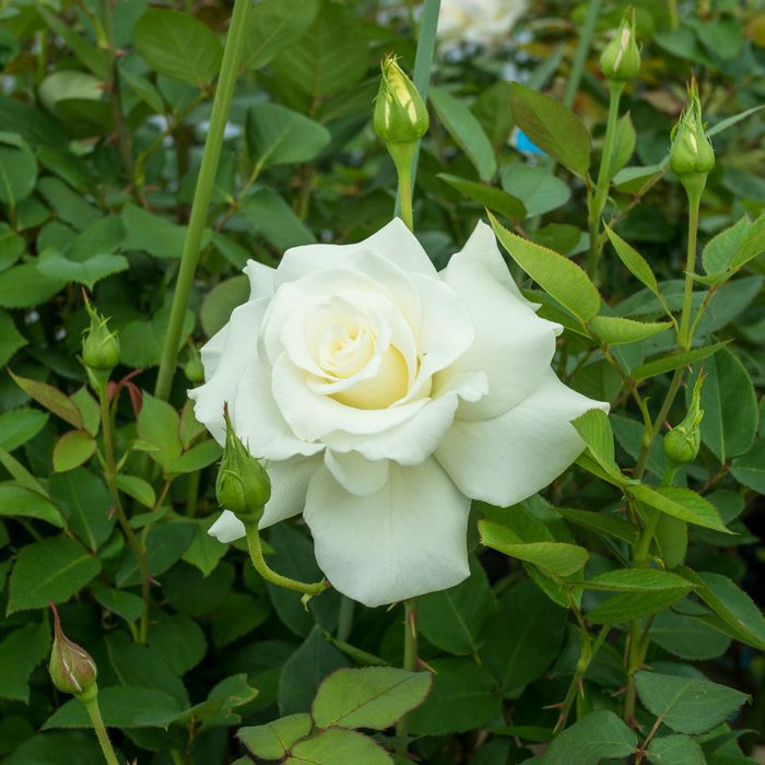 純白の花色をしたジョンF（エフ）ケネディというバラの画像