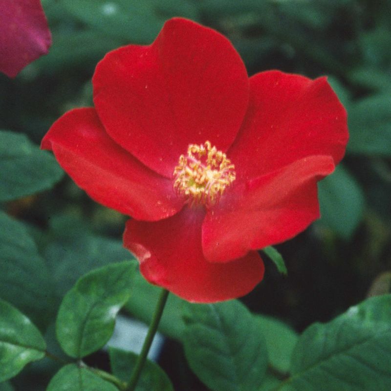 燃えるような赤色をしたアルティシモというバラの画像