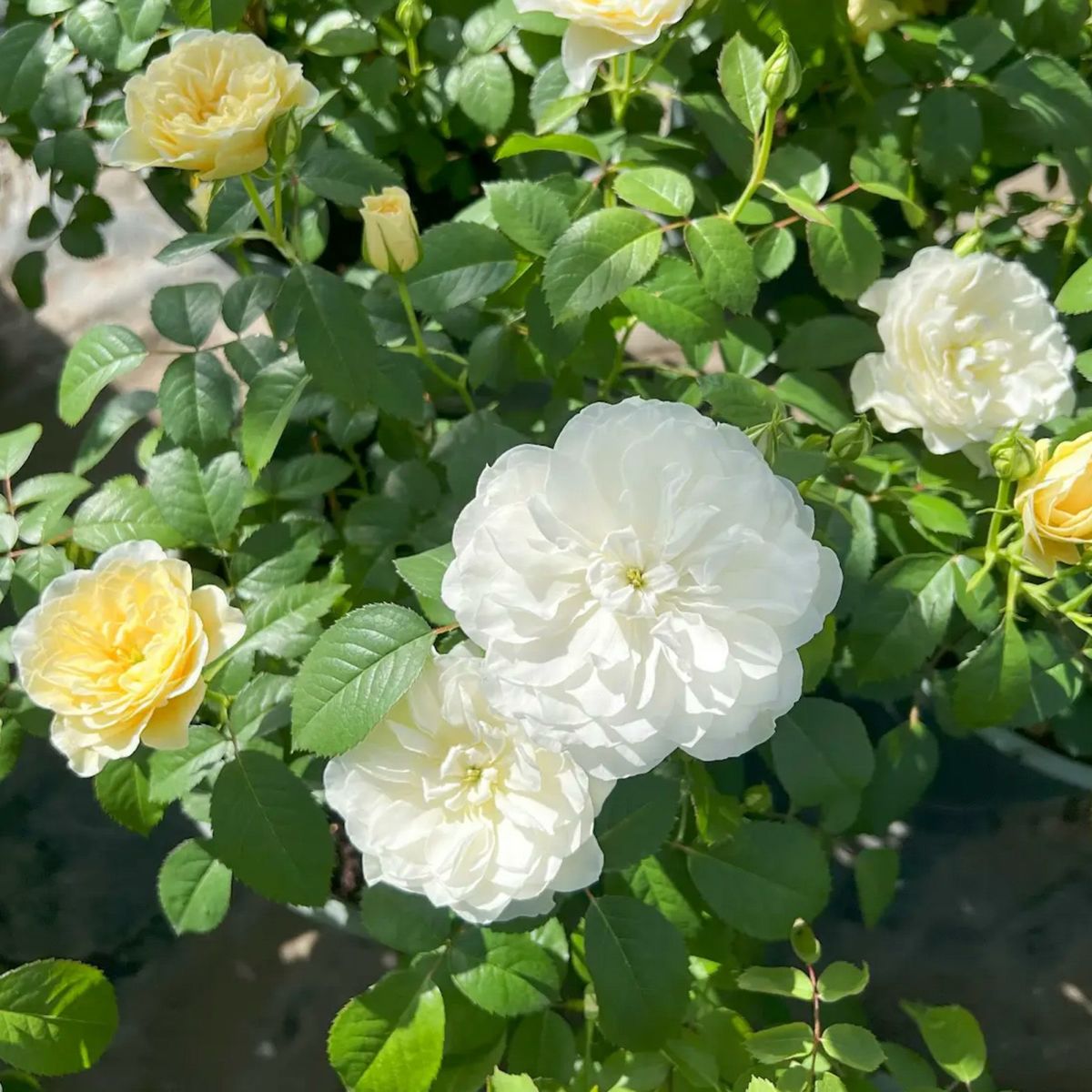 カスタードクリーム色から白色になる星形ロゼット咲きのエトワールブランというバラの画像