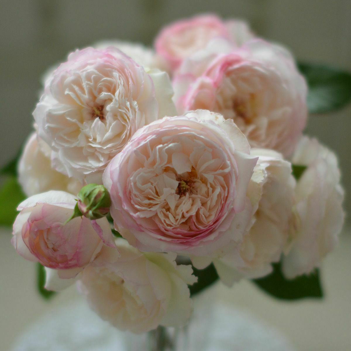 白に淡いピンクがかかるロゼット咲きのサボンというバラの画像