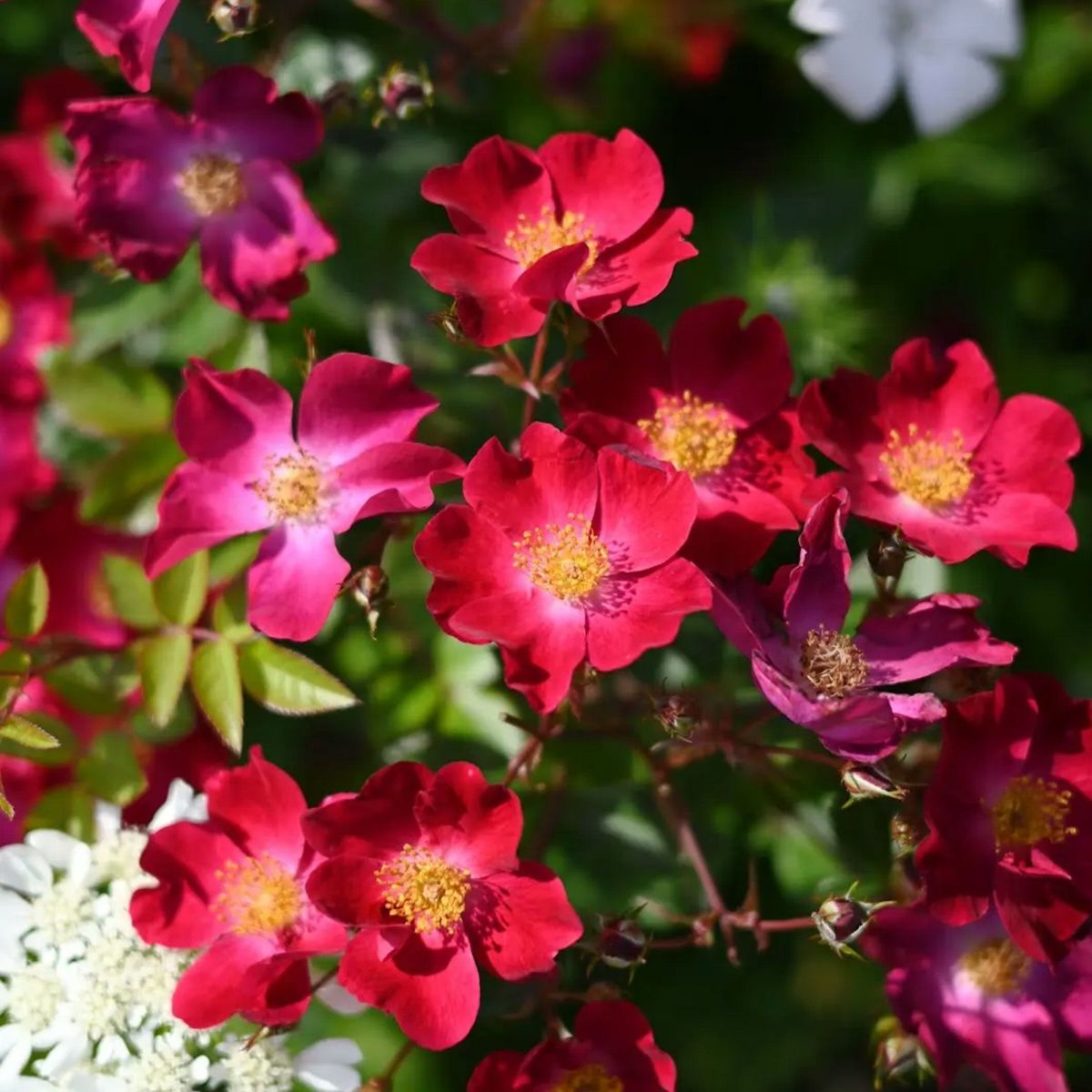 明るい赤から咲き進むとローズピンクがかる一重咲きのナチュラルなカネットというバラの画像