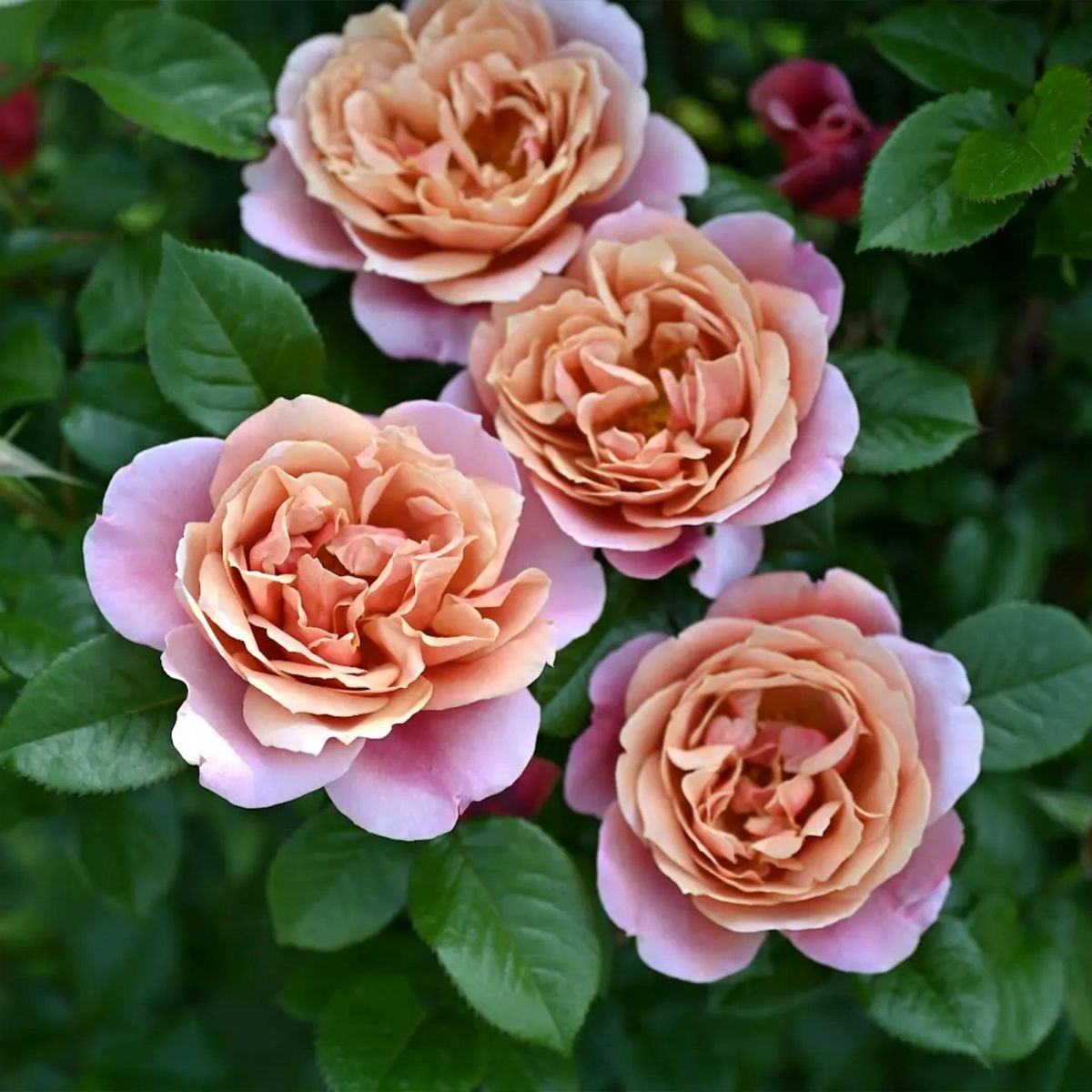 明るいブラウンからピンク色のグラデーションのピンクビンテージという中大輪咲きのバラの画像