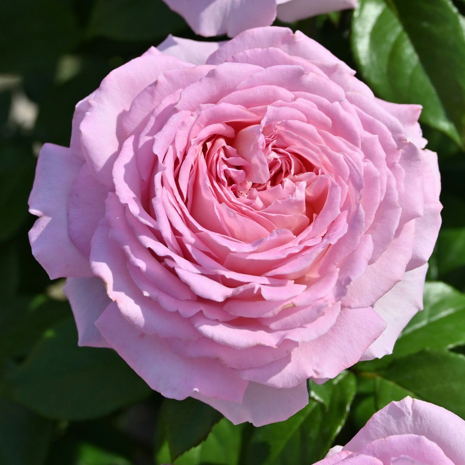 明るいピンクの花を咲かせる大輪ロゼット咲きのバラ、アローム・ディヴァンの画像
