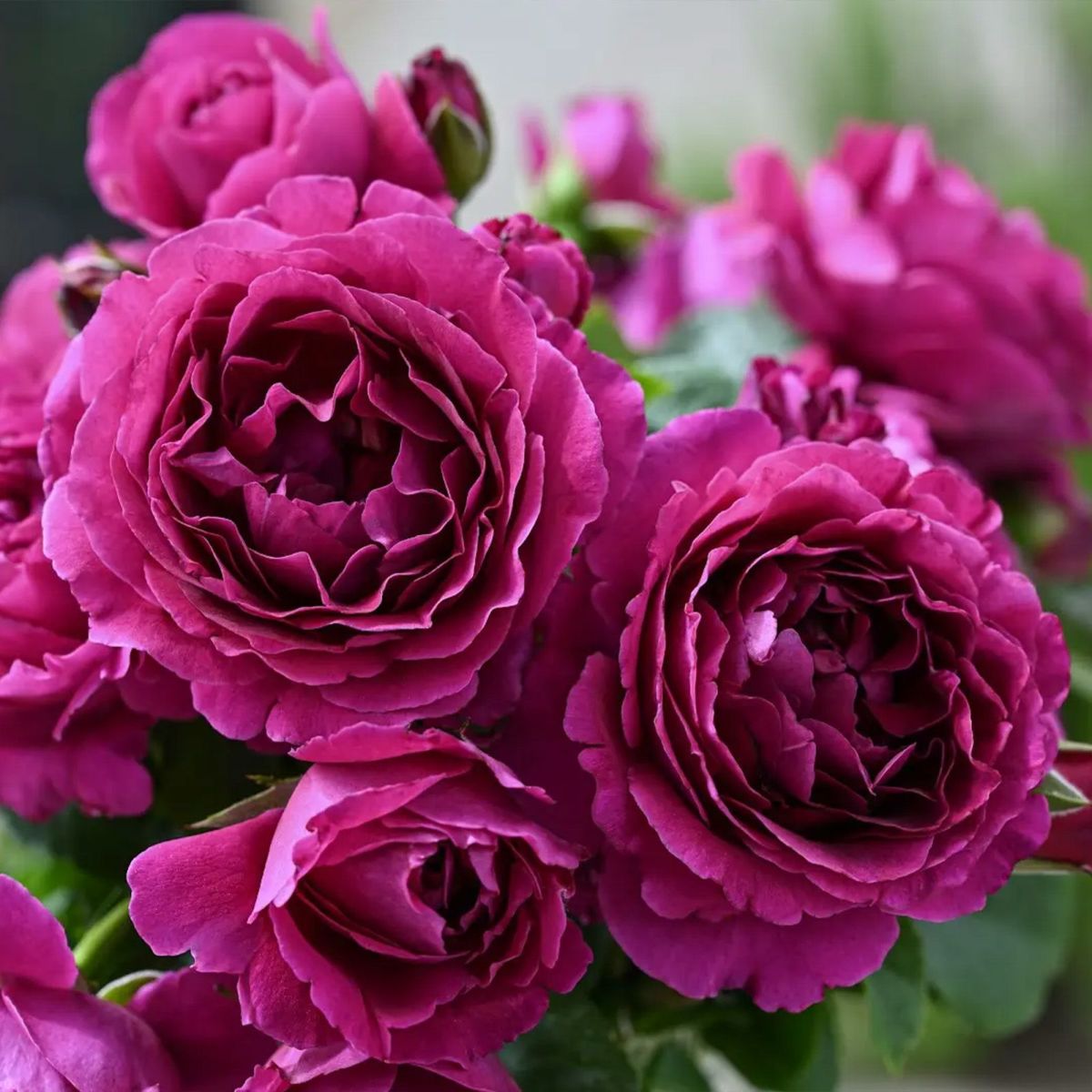 深みのある赤紫色のルタンデスリーズというバラの画像