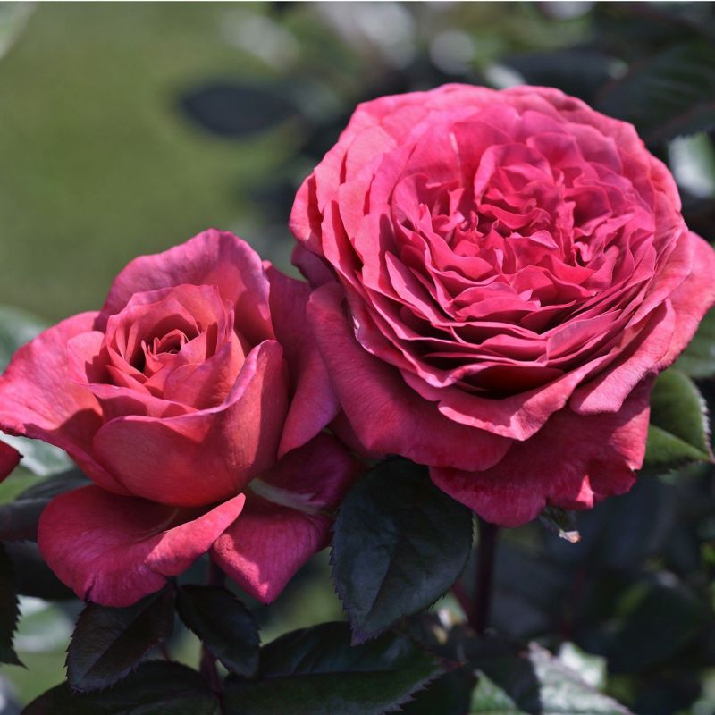 ニュアンスのある赤紫色をしたヴィウーローズというバラの画像