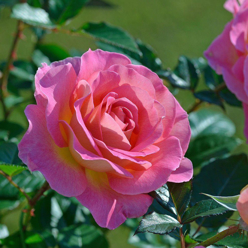 明るいピンクの花弁の裏側が淡い黄色がかるバイカラーのピンクパラダイスというバラの画像