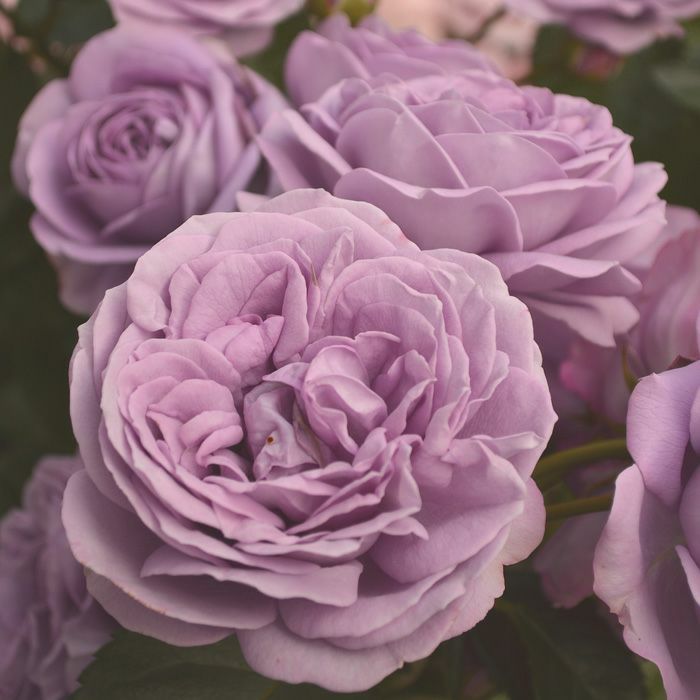 青みのあるラベンダー色をしたカインダブルーというバラの画像