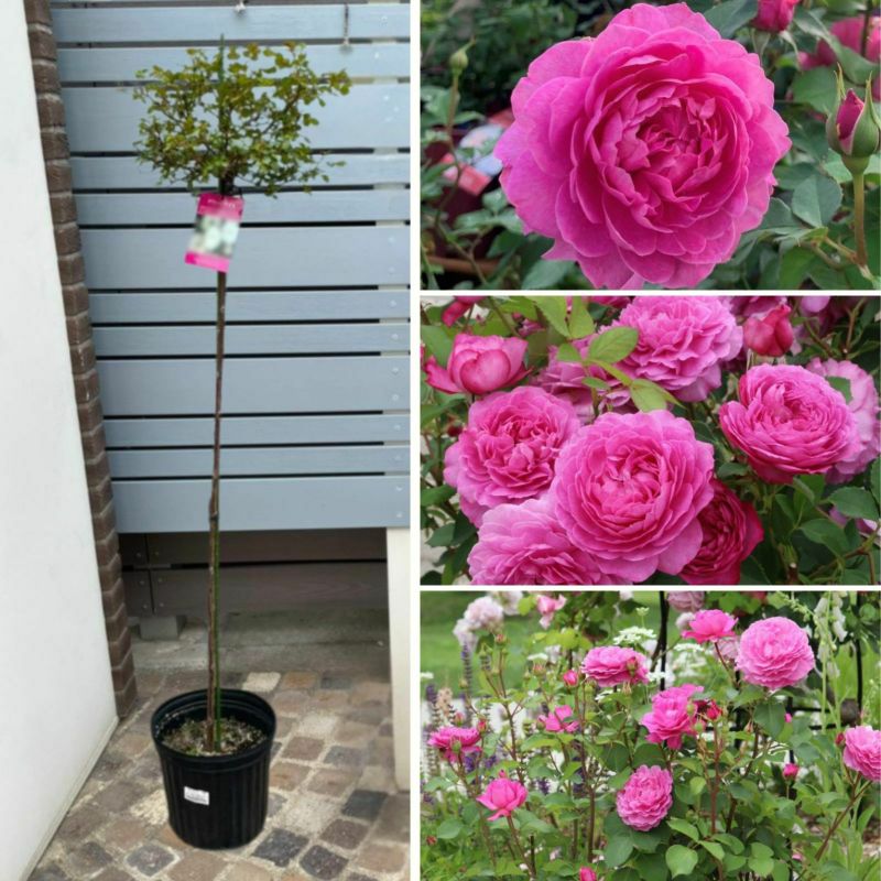 [フィネス]スタンダード仕立て紫色のバラ画像