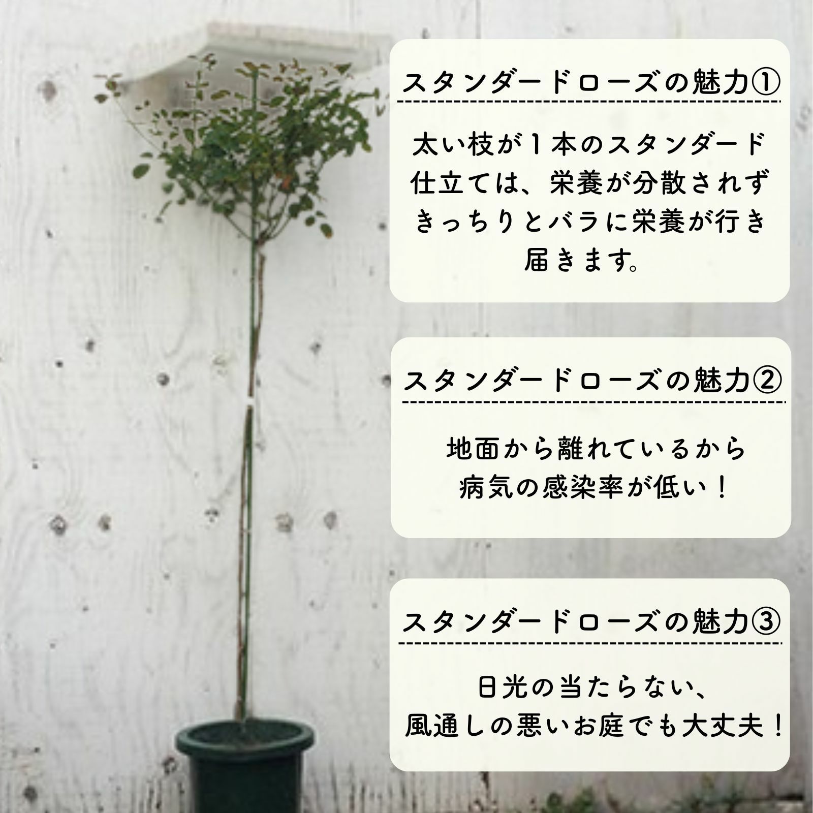 スタンダードローズの魅力3点の説明画像